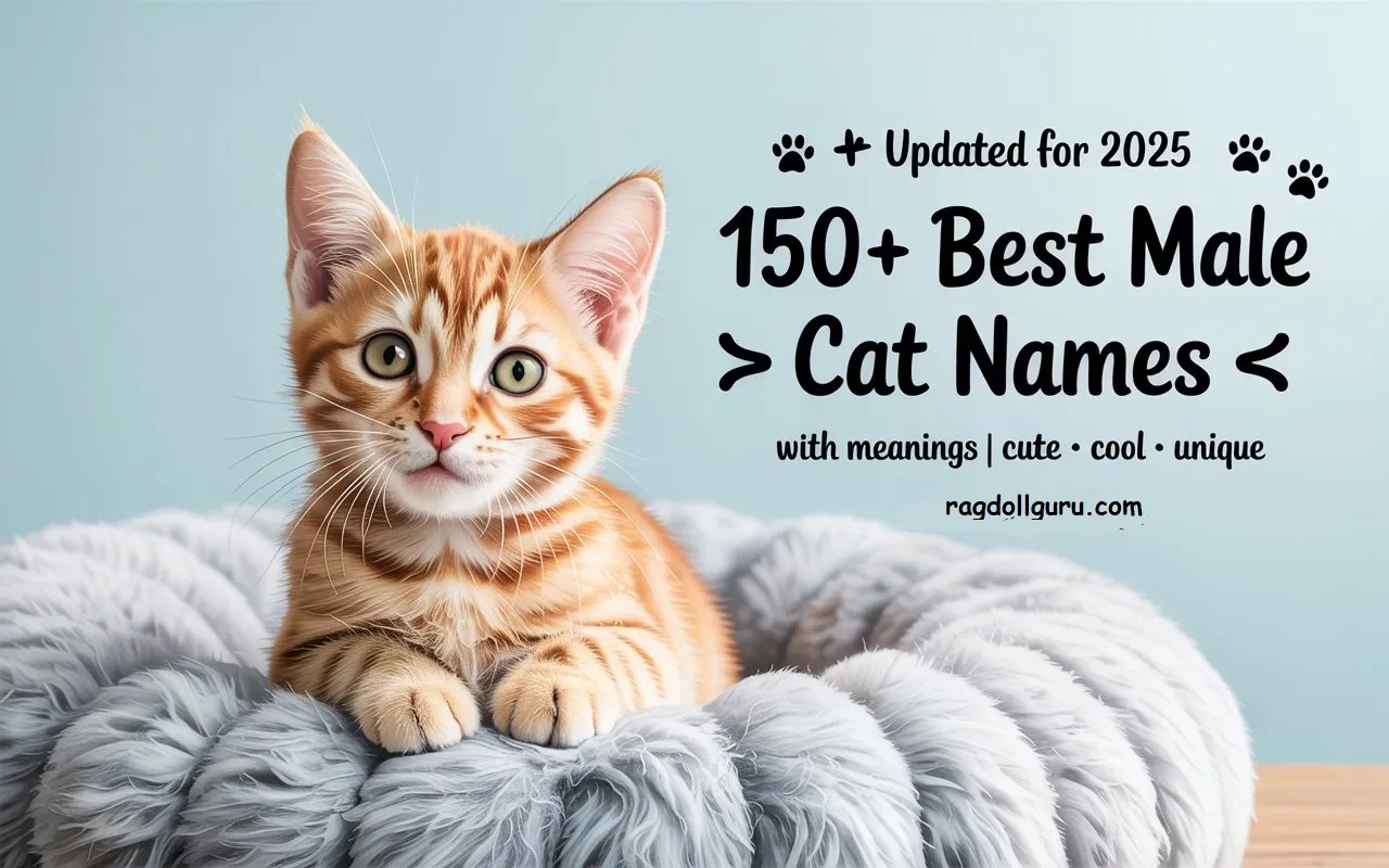 male cat name